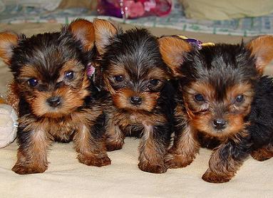 Adorable Male And Female Yorkie Puppies Ready For A New Home
