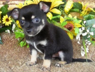 nice looking chihuahua puppies for sale.teacup size.