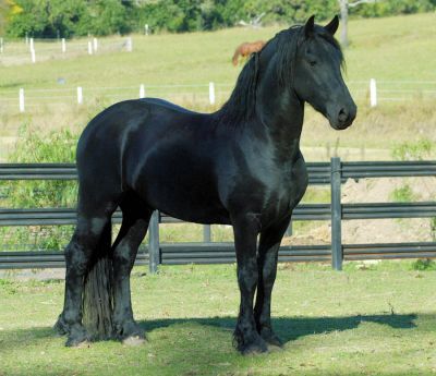 energetic friesian horses to give out