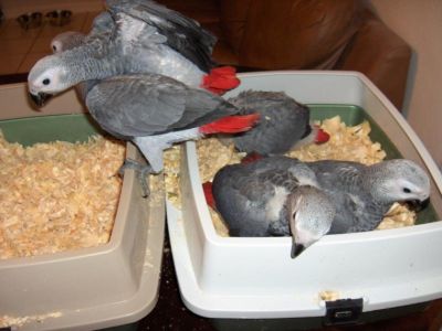 African grey parrots,macaws and fertile eggs for sale
