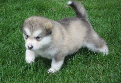 Outstanding Alaskan Malamute Puppies Ready For New Homes.