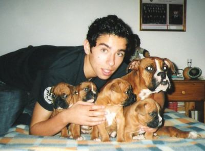 Adorable boxer puppies