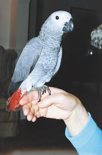 african gray parrots  for sale