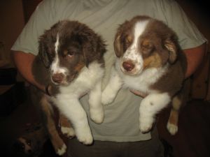 Australian sheperd puppies Available