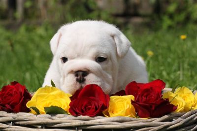 Healthy English bulldog puppies available