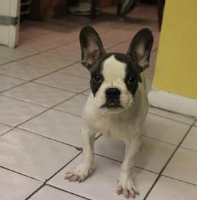 Gorgeous French Bulldog Puppies For Sale 