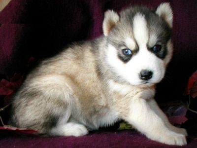 Cute Siberian Husky Puppies Now Ready
