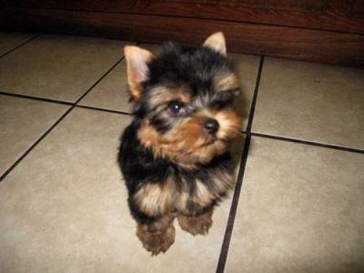 Yorkie  puppies  for  adoption