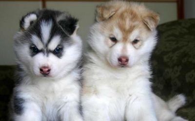  Cute Male and Female Siberian Husky Puppies For Adoption