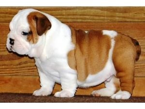 fat and succulent englisg bulldog puppies for sale at shockingly affordale prices