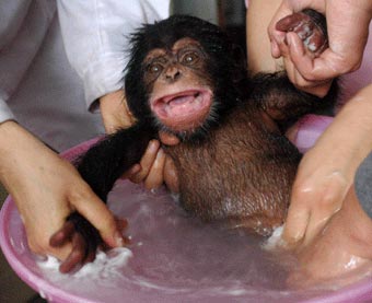 Home Raised Baby Chimpanzee For Adoption