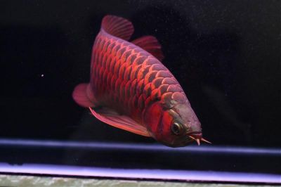 quality top super red arowana fish and many others  for afordable prices