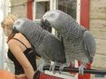African grey parrots for new home