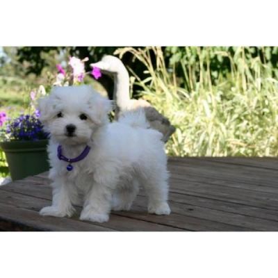 Gorgeous Teacup Maltese Puppies for Christmas