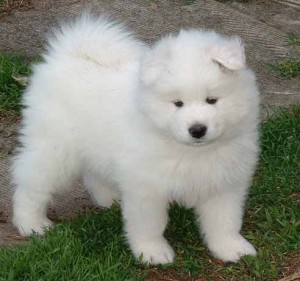 Samoyed Puppies For Sale 
