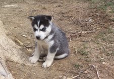  AKC  Siberian Husky puppies