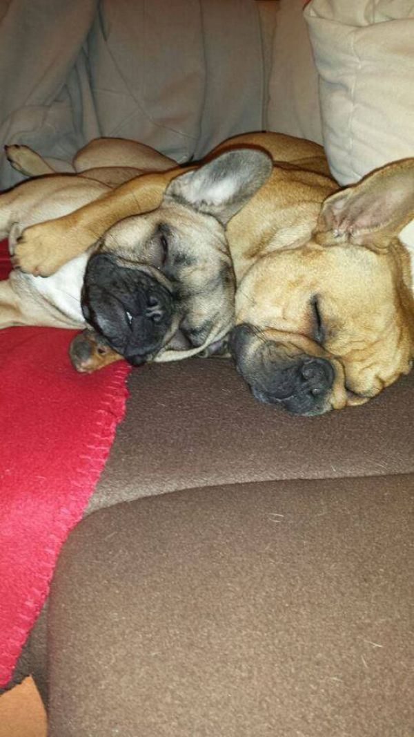 Male and Female Blue French Bulldog Puppies Seeking Lovely Home