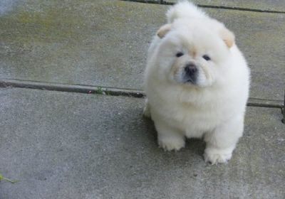 chow  chow  puppy
