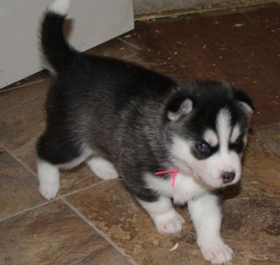 LOVELY SIBERIAN HUSKY PUPPIES FOR ADOPTION