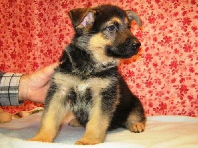 Quality  German Shepherd Dog puppies for sale