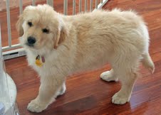 cute and adorable golden retriever for adoption
