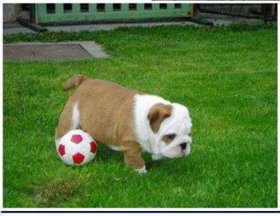  Gorgeous Pair of Blue and Gold Macaw Parrots,