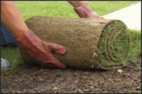 Turf, Lawn, New Lawn,Turf Varieties