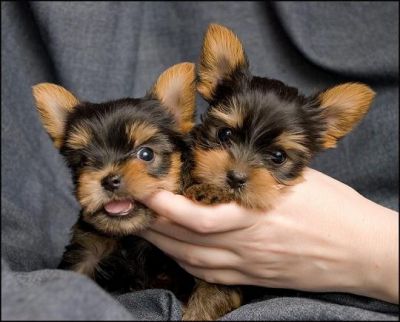  Toy Teacup Yorkies