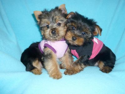One male and one female Teacup Yorkshire Terrier puppies Available