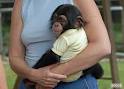 Lovely chimpanzee monkey Babies for sale 