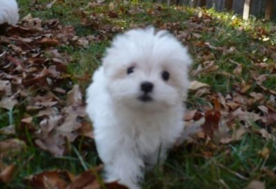 Adorable Maltese Puppies For Free Adoption