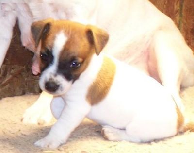 Sweet Jack Russell Puppies for Adoption