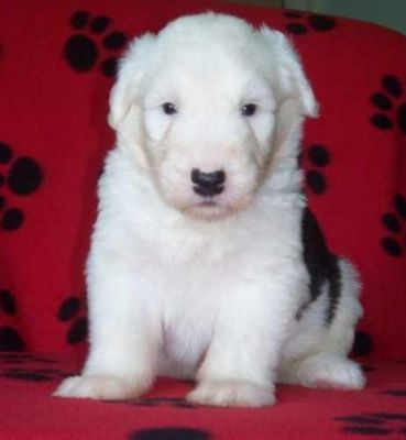 Old English Sheepdog Puppies*