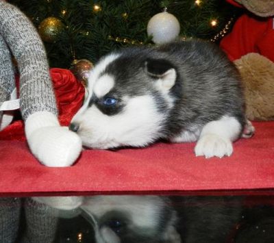 Male Siberian Husky Puppies for adoption