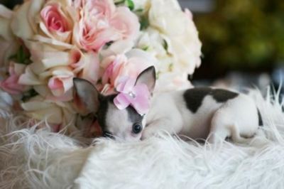 Lovely Chihuahua Puppies for new homes