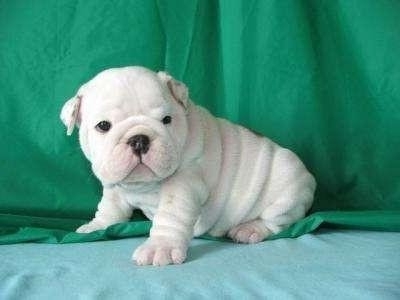 Akc English Bulldog Puppies Available Sired By Troy..champion Bred