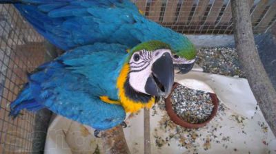 Gorgeous blue and gold macaw for Re-homing