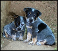 Male and Female Australian Cattle dog (Blue heeler puppies).