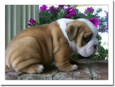 Cute and Lovely English Bulldog Puppies For Free Adoption