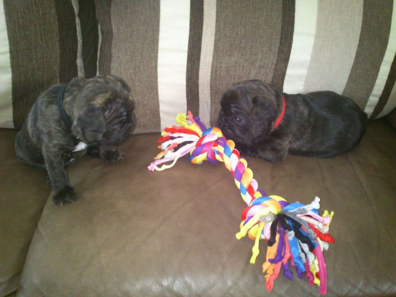 Xmas french bulldog pups for sale.