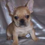 akc blue french bull dog puppy for sale 