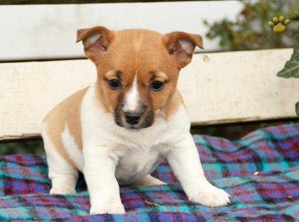 Handsome Russell Terrier puppies for adoption.