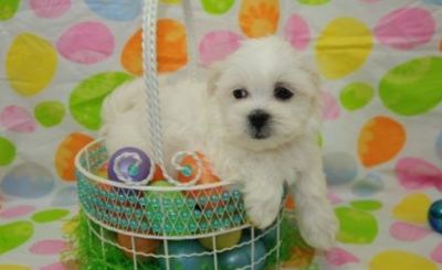 Coton De Tulear Puppies For Sale 