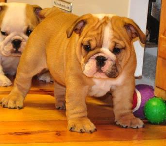 Registered English Bulldog Puppies For Sale