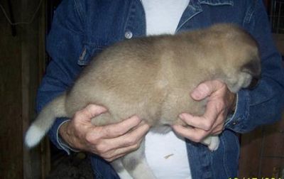 Lovely akita puppies for sale