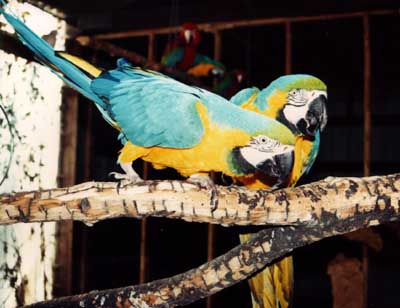 Blue and Gold Macaw parrots for sale