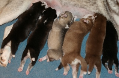 Siberian Husky Pups with paper $980 - $1500 M & F 