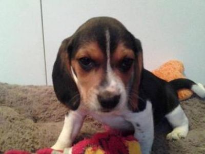 Family Beagle For Sale