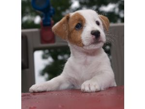 Nice Jack Russell Terrier puppies for sale