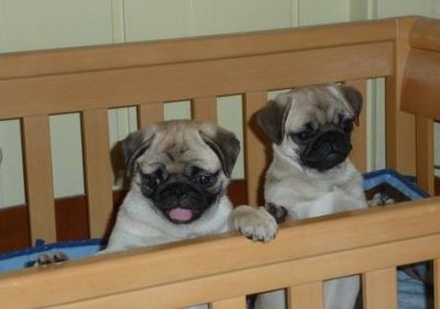 Pug Puppies For Sale